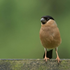 Redwell   07 06 2016   D3s (72 Of 165).jpg